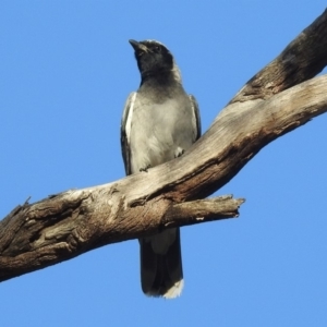 Coracina novaehollandiae at Paddys River, ACT - 18 Oct 2018