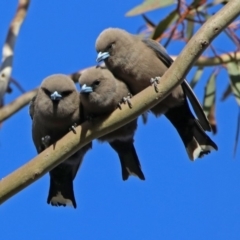 Artamus cyanopterus cyanopterus (Dusky Woodswallow) at Tennent, ACT - 18 Oct 2018 by RodDeb