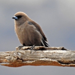 Artamus cyanopterus at Tennent, ACT - 18 Oct 2018