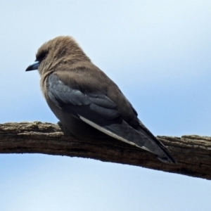 Artamus cyanopterus at Tennent, ACT - 18 Oct 2018