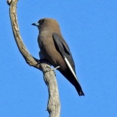 Artamus cyanopterus at Tennent, ACT - 18 Oct 2018