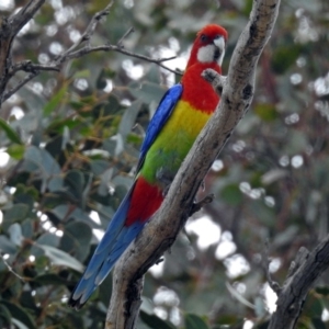 Platycercus eximius at Paddys River, ACT - 18 Oct 2018