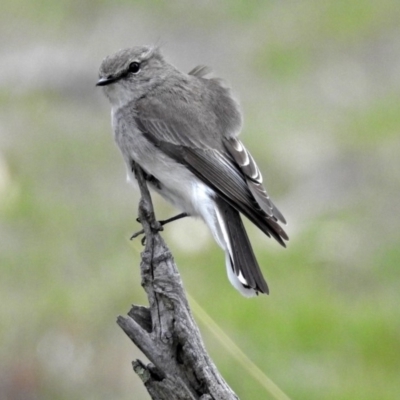 Microeca fascinans (Jacky Winter) at Paddys River, ACT - 18 Oct 2018 by RodDeb