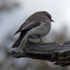 Microeca fascinans at Paddys River, ACT - 18 Oct 2018