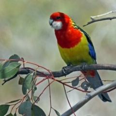 Platycercus eximius (Eastern Rosella) at Paddys River, ACT - 18 Oct 2018 by RodDeb