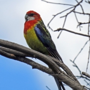 Platycercus eximius at Paddys River, ACT - 18 Oct 2018 01:45 PM