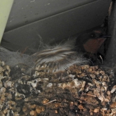 Hirundo neoxena (Welcome Swallow) at Tharwa, ACT - 18 Oct 2018 by RodDeb