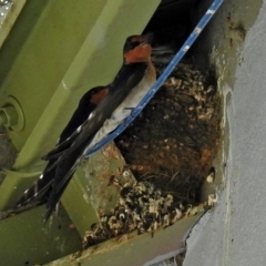 Hirundo neoxena at Tharwa, ACT - 18 Oct 2018 12:01 PM