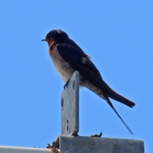 Hirundo neoxena at Tharwa, ACT - 18 Oct 2018