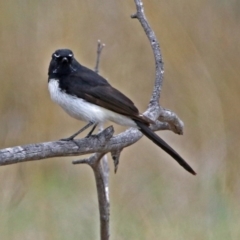 Rhipidura leucophrys (Willie Wagtail) at Paddys River, ACT - 18 Oct 2018 by RodDeb