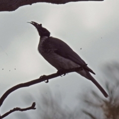 Philemon corniculatus (Noisy Friarbird) at Tharwa, ACT - 18 Oct 2018 by RodDeb