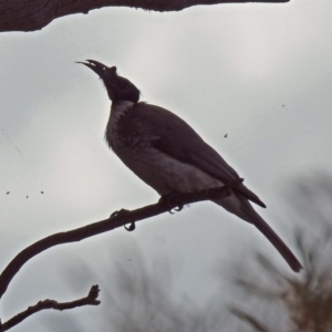 Philemon corniculatus at Tharwa, ACT - 18 Oct 2018