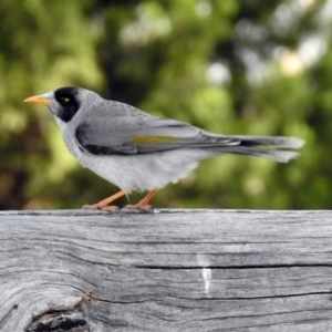 Manorina melanocephala at Tharwa, ACT - 18 Oct 2018