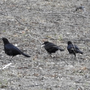 Corcorax melanorhamphos at Tharwa, ACT - 18 Oct 2018