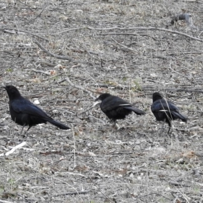 Corcorax melanorhamphos (White-winged Chough) at Tharwa, ACT - 18 Oct 2018 by RodDeb