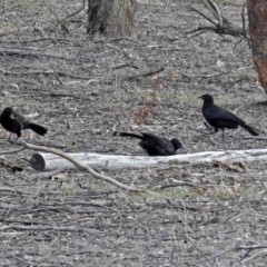 Corcorax melanorhamphos at Tharwa, ACT - 18 Oct 2018