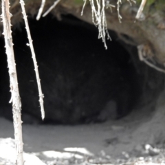 Vombatus ursinus (Bare-nosed Wombat) at Tharwa, ACT - 18 Oct 2018 by RodDeb