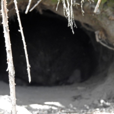 Vombatus ursinus (Bare-nosed Wombat) at Tharwa, ACT - 18 Oct 2018 by RodDeb
