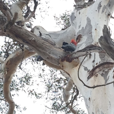 Callocephalon fimbriatum (Gang-gang Cockatoo) at Hughes, ACT - 20 Oct 2018 by KL