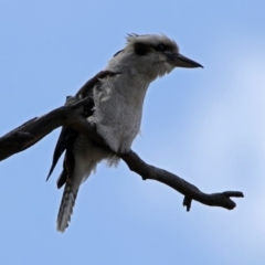 Dacelo novaeguineae (Laughing Kookaburra) at Tennent, ACT - 18 Oct 2018 by RodDeb