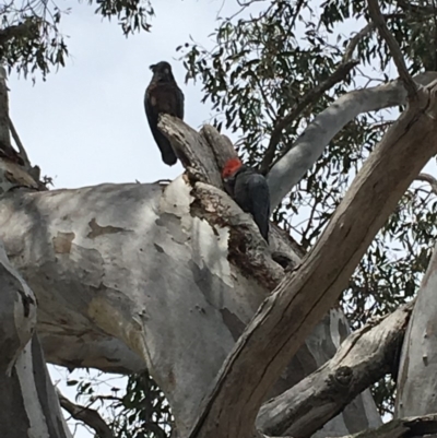 Callocephalon fimbriatum (Gang-gang Cockatoo) at GG156 - 20 Oct 2018 by KL