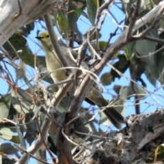 Ptilotula penicillata (White-plumed Honeyeater) at Paddys River, ACT - 18 Oct 2018 by RodDeb