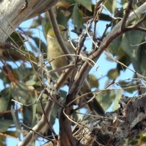 Ptilotula penicillata at Paddys River, ACT - 18 Oct 2018 04:43 PM