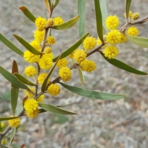 Acacia lanigera var. lanigera at O'Malley, ACT - 20 Oct 2018