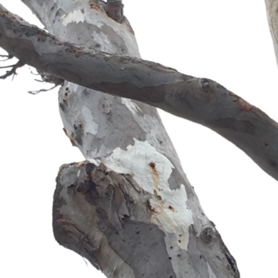 Callocephalon fimbriatum (Gang-gang Cockatoo) at Deakin, ACT - 20 Oct 2018 by KL