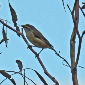 Pardalotus striatus at Tennent, ACT - 18 Oct 2018 12:36 PM