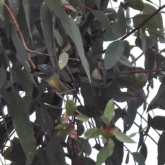 Pardalotus striatus at Tennent, ACT - 18 Oct 2018 12:36 PM