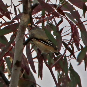 Pardalotus striatus at Tennent, ACT - 18 Oct 2018