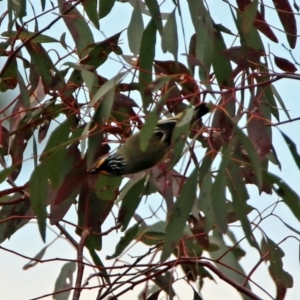 Pardalotus striatus at Tennent, ACT - 18 Oct 2018 12:36 PM