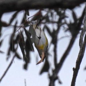 Pardalotus striatus at Tennent, ACT - 18 Oct 2018