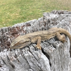 Pogona barbata (Eastern Bearded Dragon) at Hughes, ACT - 20 Oct 2018 by KL