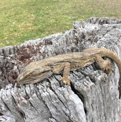 Pogona barbata (Eastern Bearded Dragon) at Hughes, ACT - 20 Oct 2018 by KL