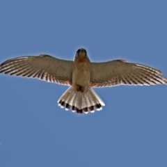 Falco cenchroides (Nankeen Kestrel) at Gordon, ACT - 18 Oct 2018 by RodDeb