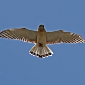 Falco cenchroides at Gordon, ACT - 18 Oct 2018 11:00 AM