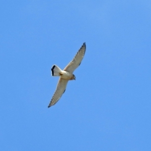 Falco cenchroides at Gordon, ACT - 18 Oct 2018 11:00 AM