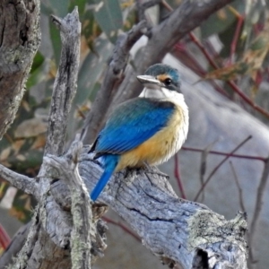 Todiramphus sanctus at Paddys River, ACT - 18 Oct 2018