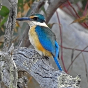 Todiramphus sanctus at Paddys River, ACT - 18 Oct 2018 05:25 PM