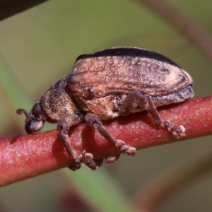 Gonipterus sp. (genus) at Ainslie, ACT - 19 Oct 2018