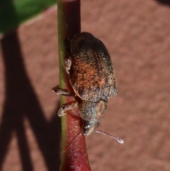 Gonipterus sp. (genus) at Ainslie, ACT - 19 Oct 2018