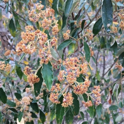 Pomaderris intermedia (Golden Pomaderris) at Hackett, ACT - 20 Oct 2018 by simonstratford