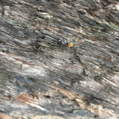 Camponotus aeneopilosus (A Golden-tailed sugar ant) at Hackett, ACT - 20 Oct 2018 by simonstratford