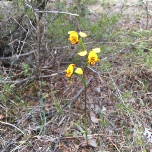 Diuris nigromontana at Hackett, ACT - 20 Oct 2018