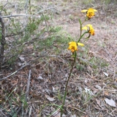 Diuris nigromontana at Hackett, ACT - 20 Oct 2018