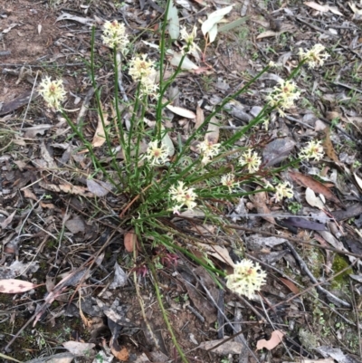 Stackhousia monogyna (Creamy Candles) at Hackett, ACT - 20 Oct 2018 by simonstratford