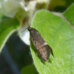 Leistomorpha brontoscopa (A concealer moth) at Flynn, ACT - 19 Oct 2018 by Christine