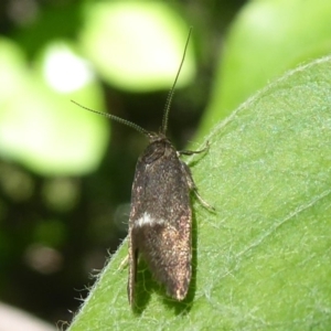 Leistomorpha brontoscopa at Flynn, ACT - 19 Oct 2018 10:34 AM